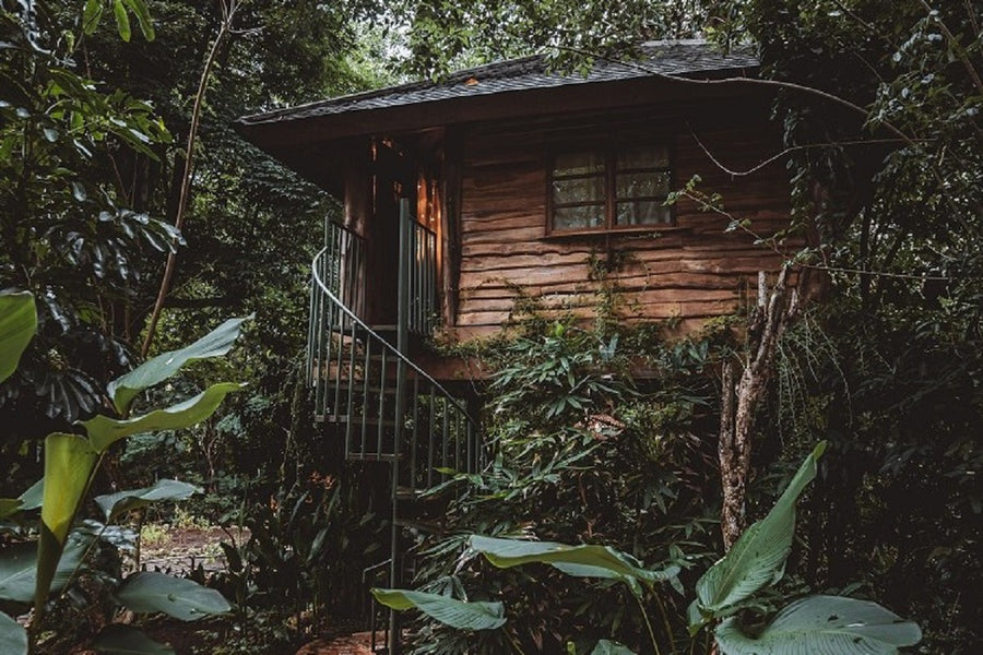 Roots Tree Hotel Stay